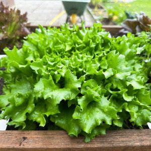 Green Batavia lettuce Pro