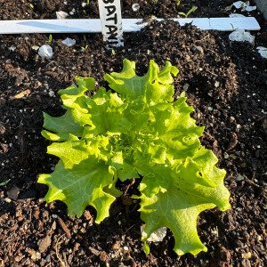 Green Batavia lettuce Pro