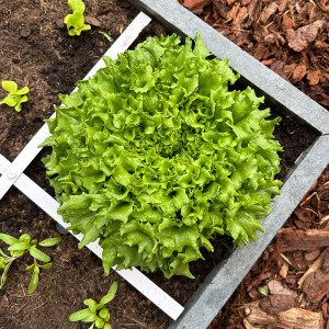 Green Batavia lettuce Pro