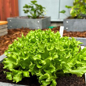 Green Batavia lettuce Pro