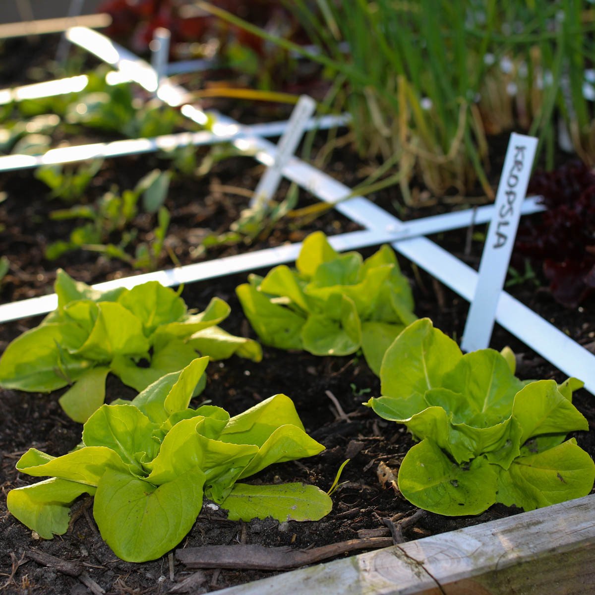 Bibb lettuce sowing and growing Makkelijke Moestuin