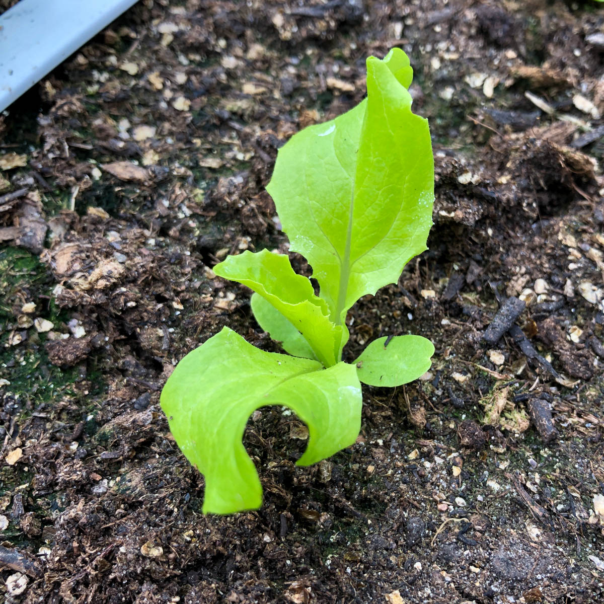 Klein pluksla plantje in de Makkelijke Moestuin