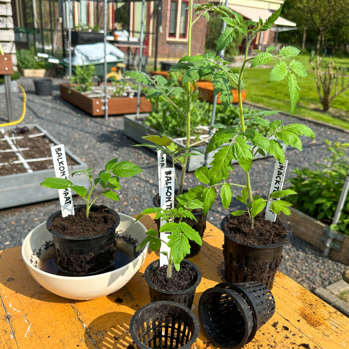 Druk in de weer met de zomergroentes