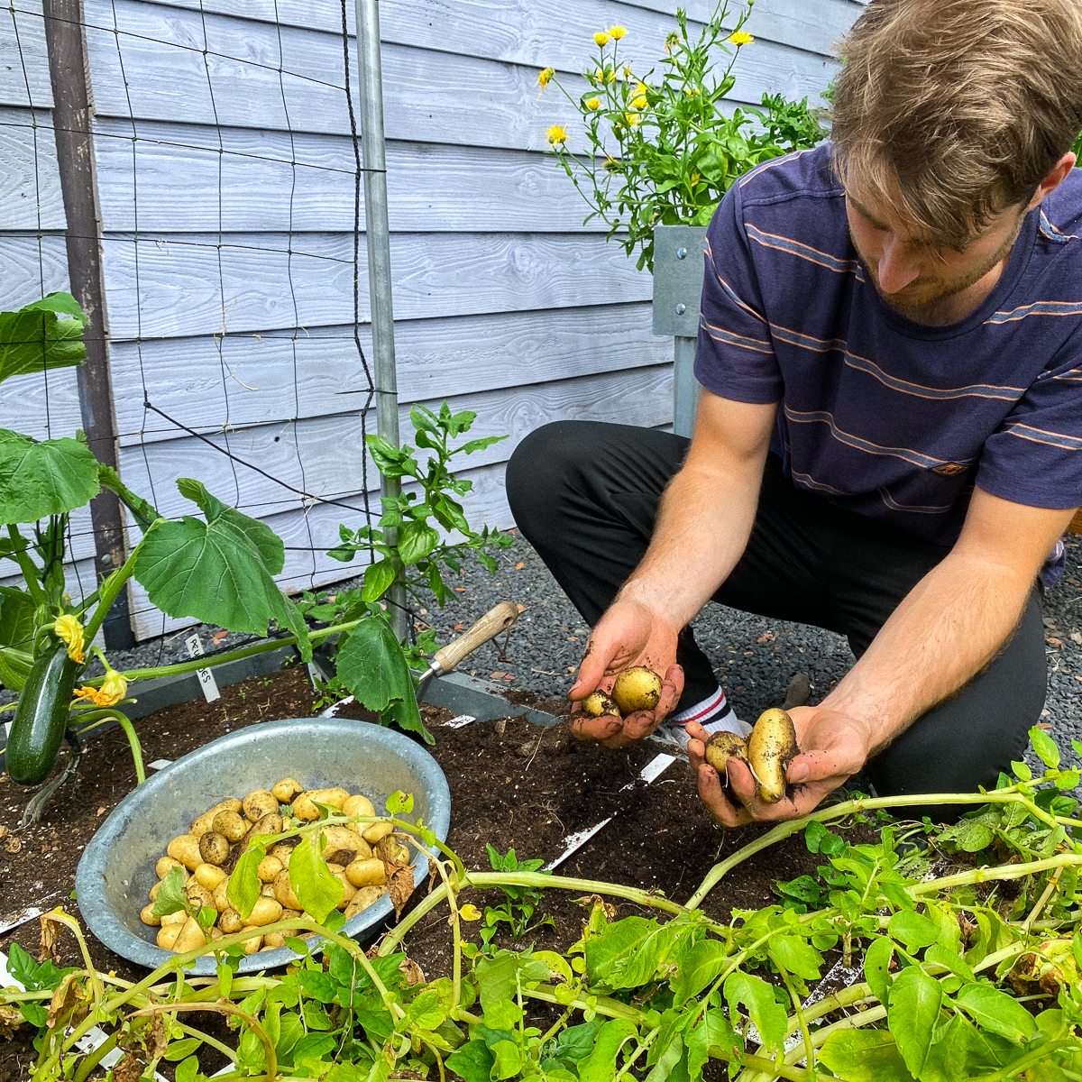 aardappels-oogsten.jpg