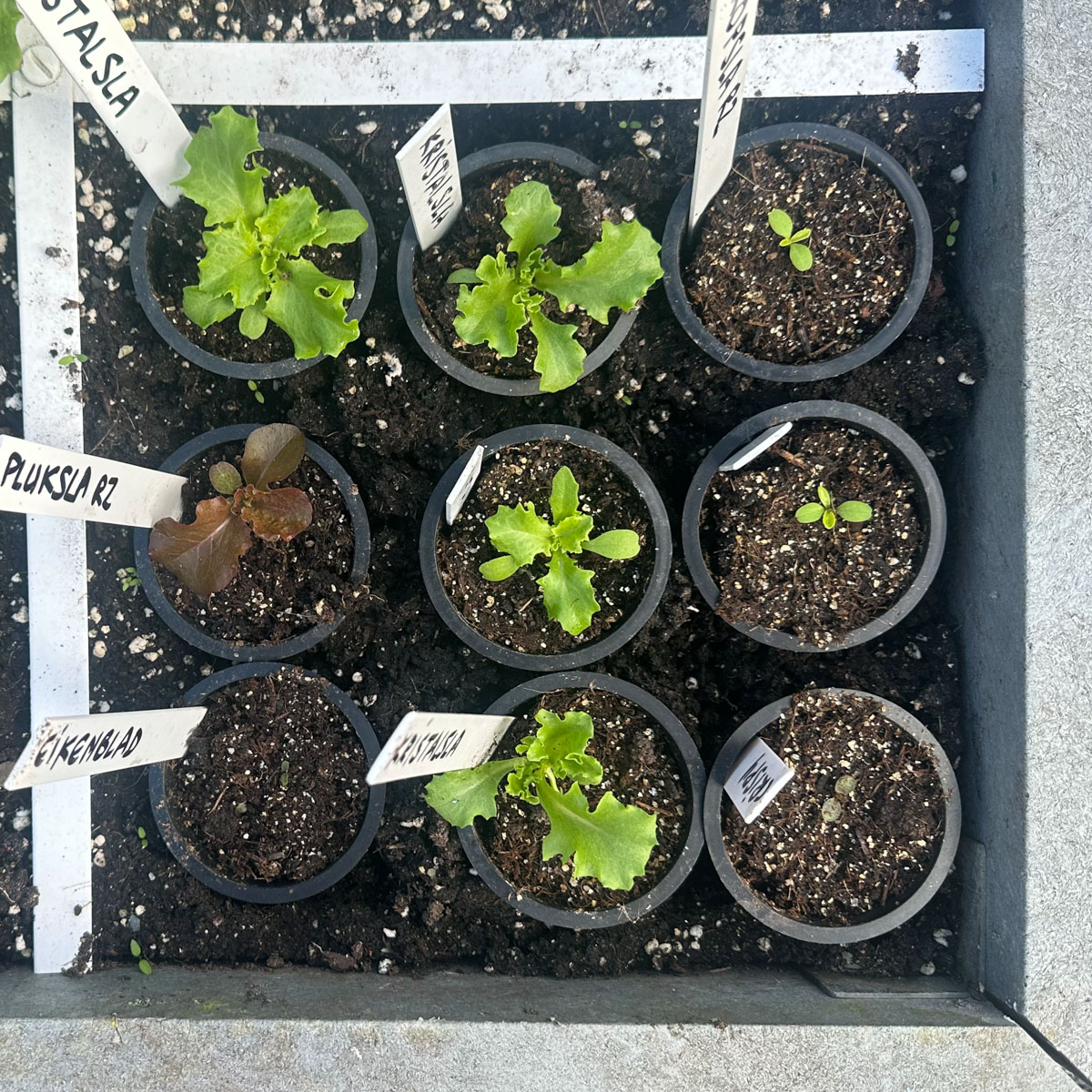 Zet je voorgezaaide plantjes in één vak, dan passen er 9 in. 