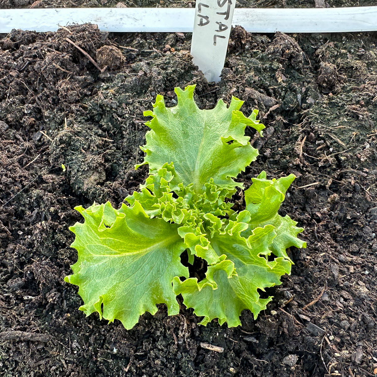 Net uitgeplant Kristalsla plantje