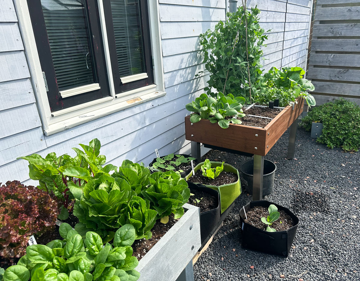 Moestuinbakken van 60x120 cm op poten