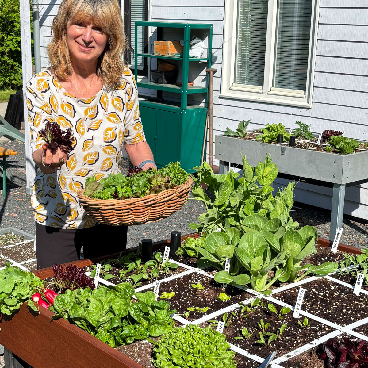 Oogsten op sta-hoogte uit een moestuinbak op poten