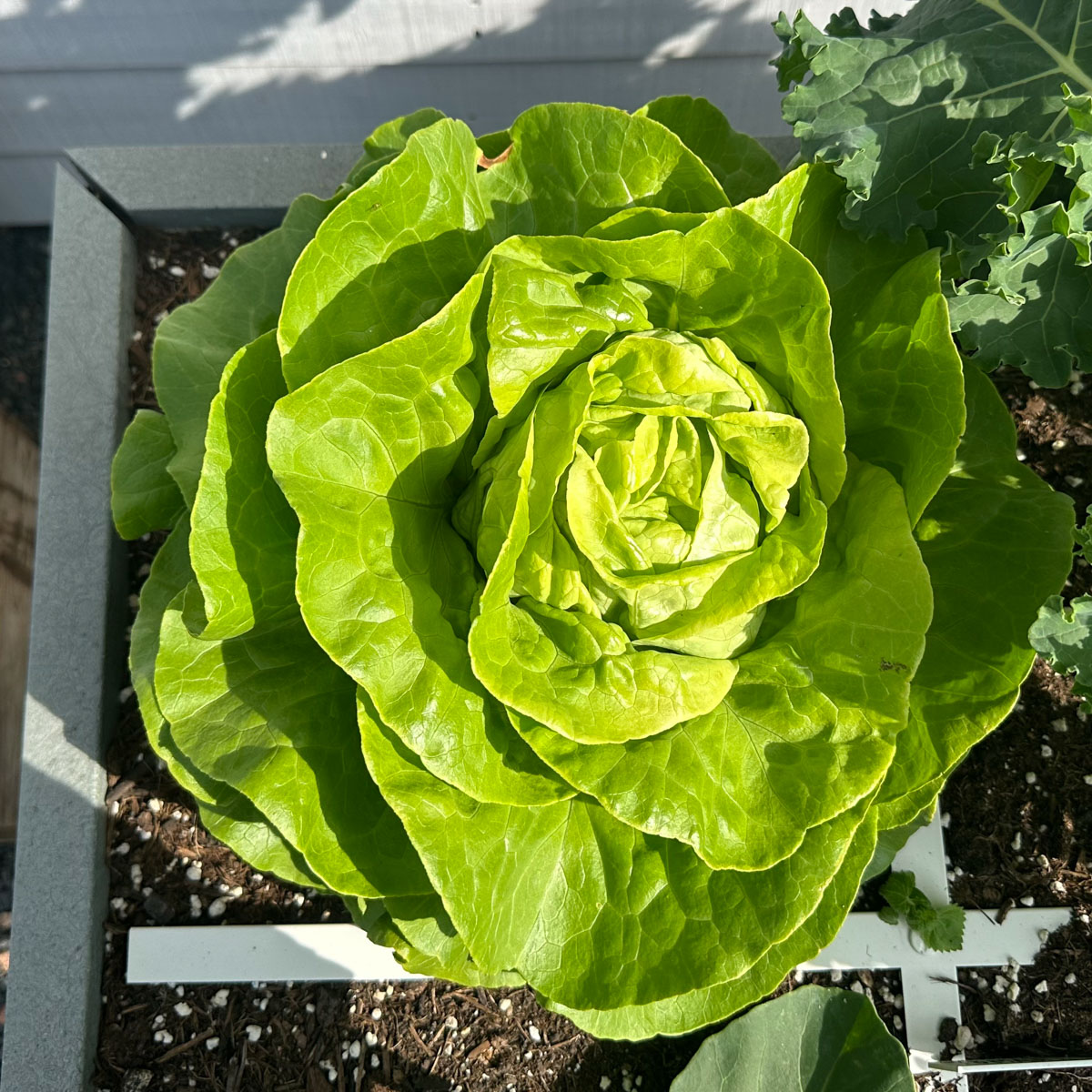 Grootbladige bindsla met knapperig blad en dikke nerven