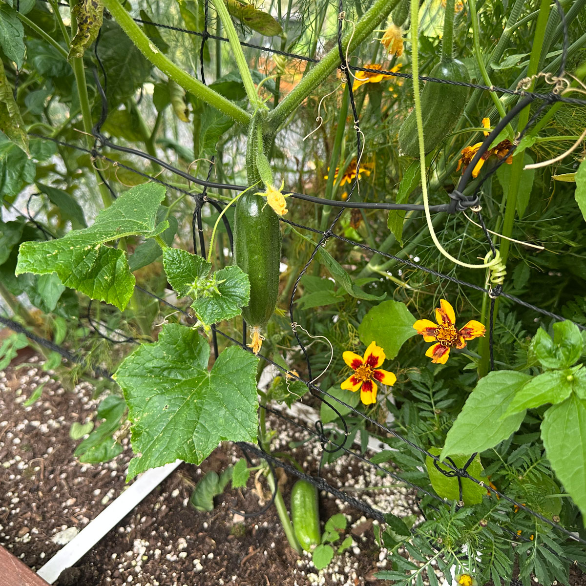 Makkelijke Moestuin Snack-komkommer eind augustus: half juli gezaaid