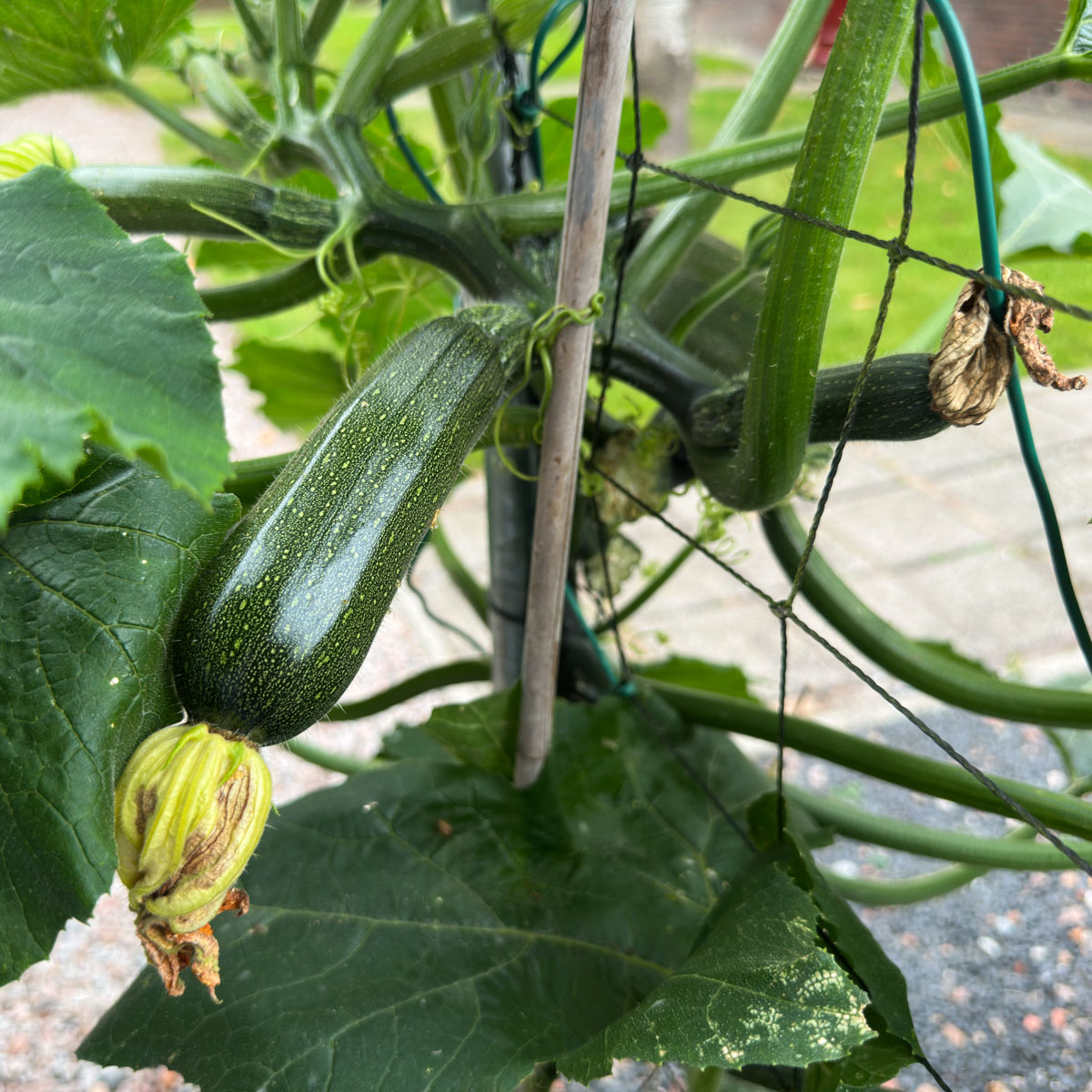 Uitgebloeide bloemen op de klimcourgette van de Makkelijke Moestuin