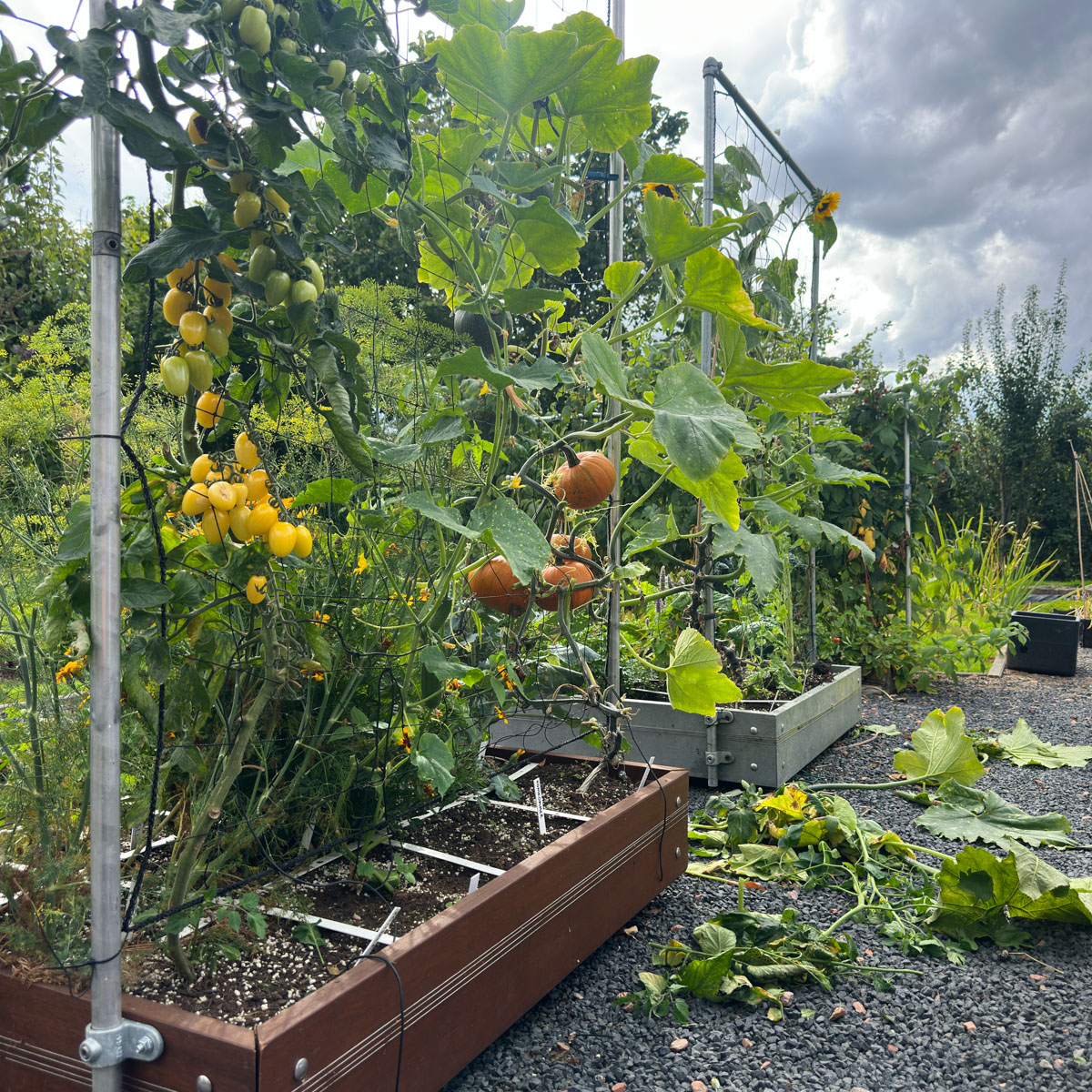 De planten zelf worden in september iets minder mooi, maar de oogst uit de moestuin is nog steeds enorm