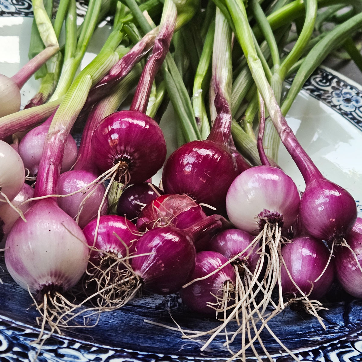 Just harvested red winter onion