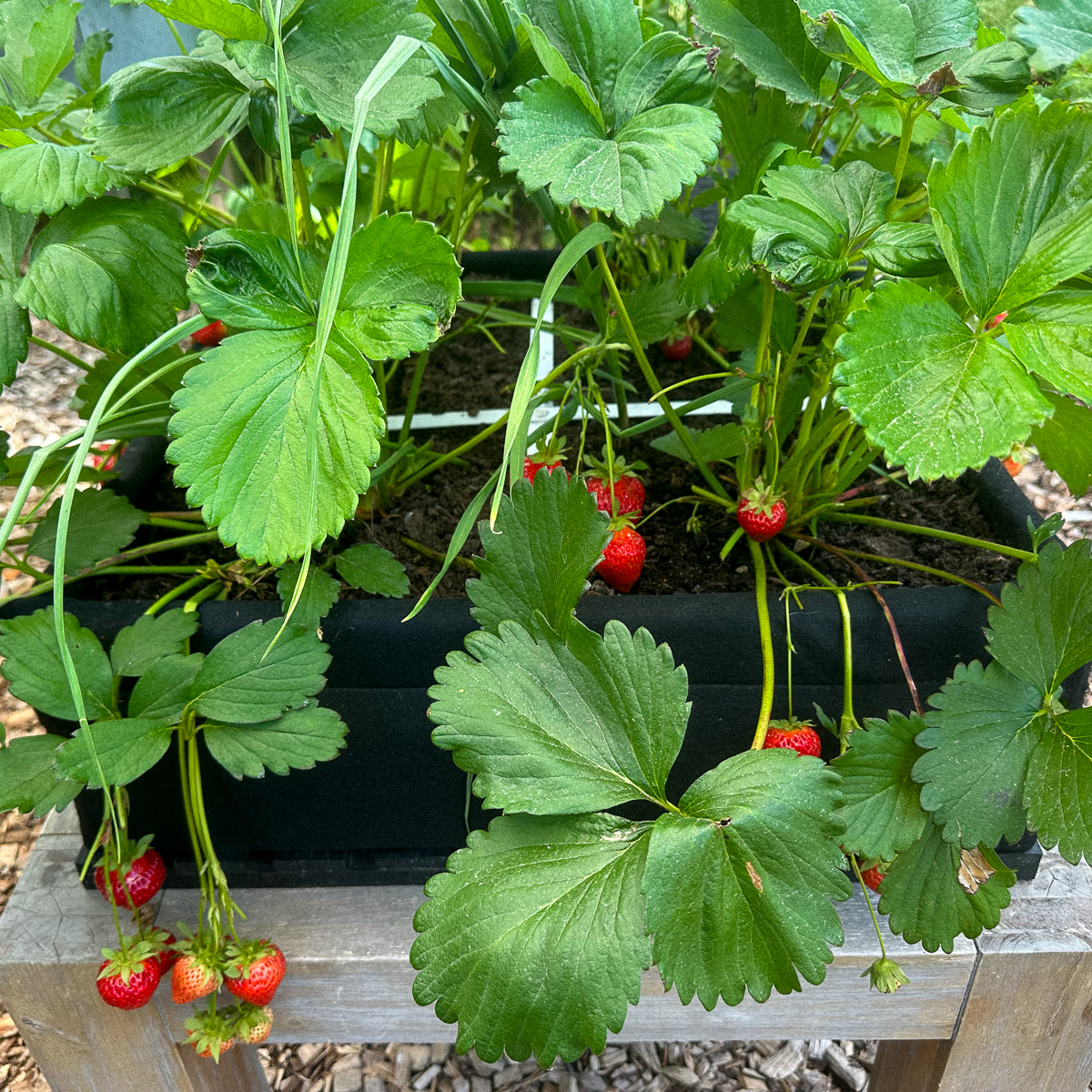 Knoflook tussen de aardbeienplantjes (foto SonjaMM)