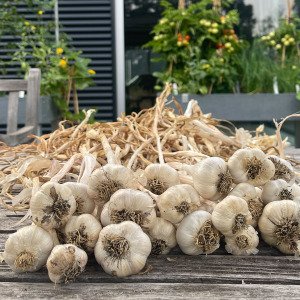 Startpakket voor knoflook en winteruien