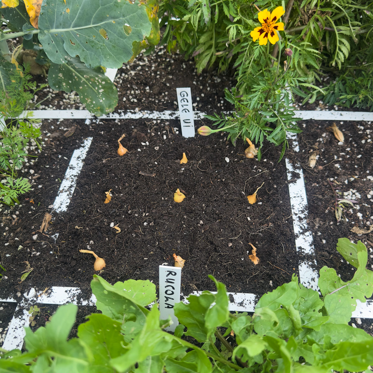 Garlic bulbs and red and yellow winter onions, specially for winter cultivation
