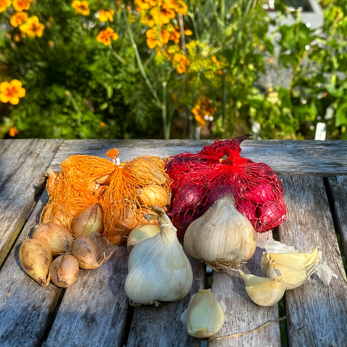 Knoflook en winteruitjes poten: het is er nu de tijd voor