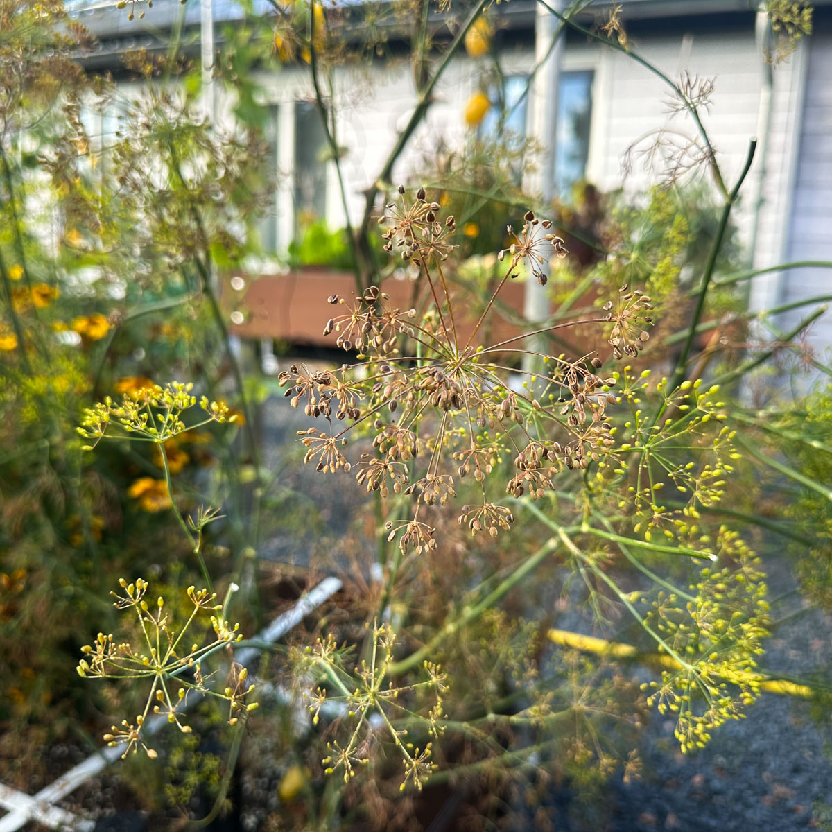 Uigebloeide dille-bloemen: vol met zaadjes