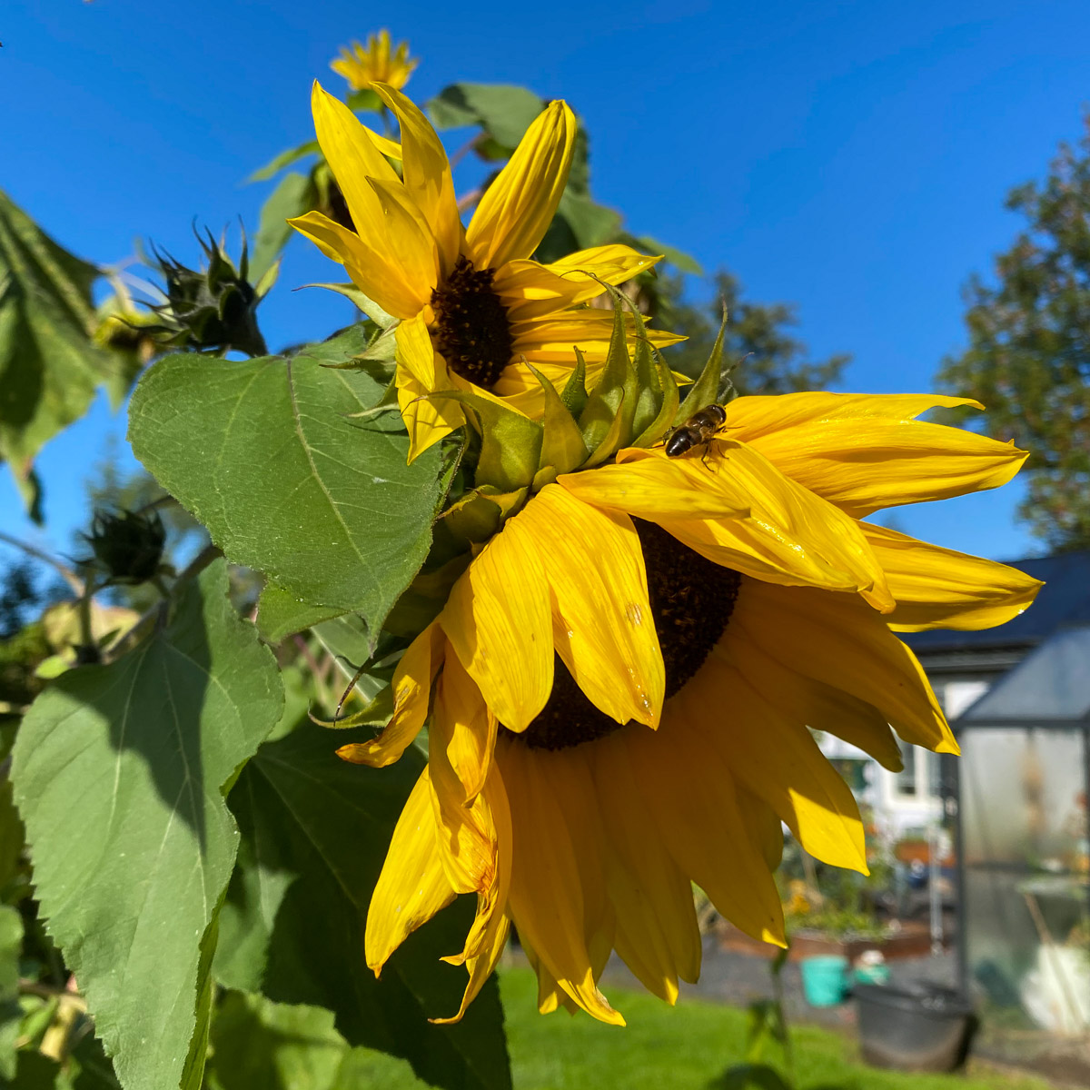 Nog lang niet uitgebloeide Makkelijke Moestuin zonnebloem 