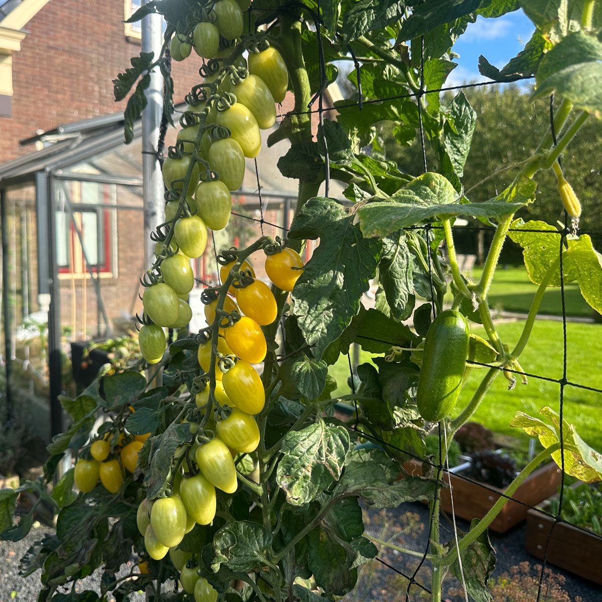 Eind september hangen er nog steeds veel gele snacktomaatjes en zelfs nog komkommertjes