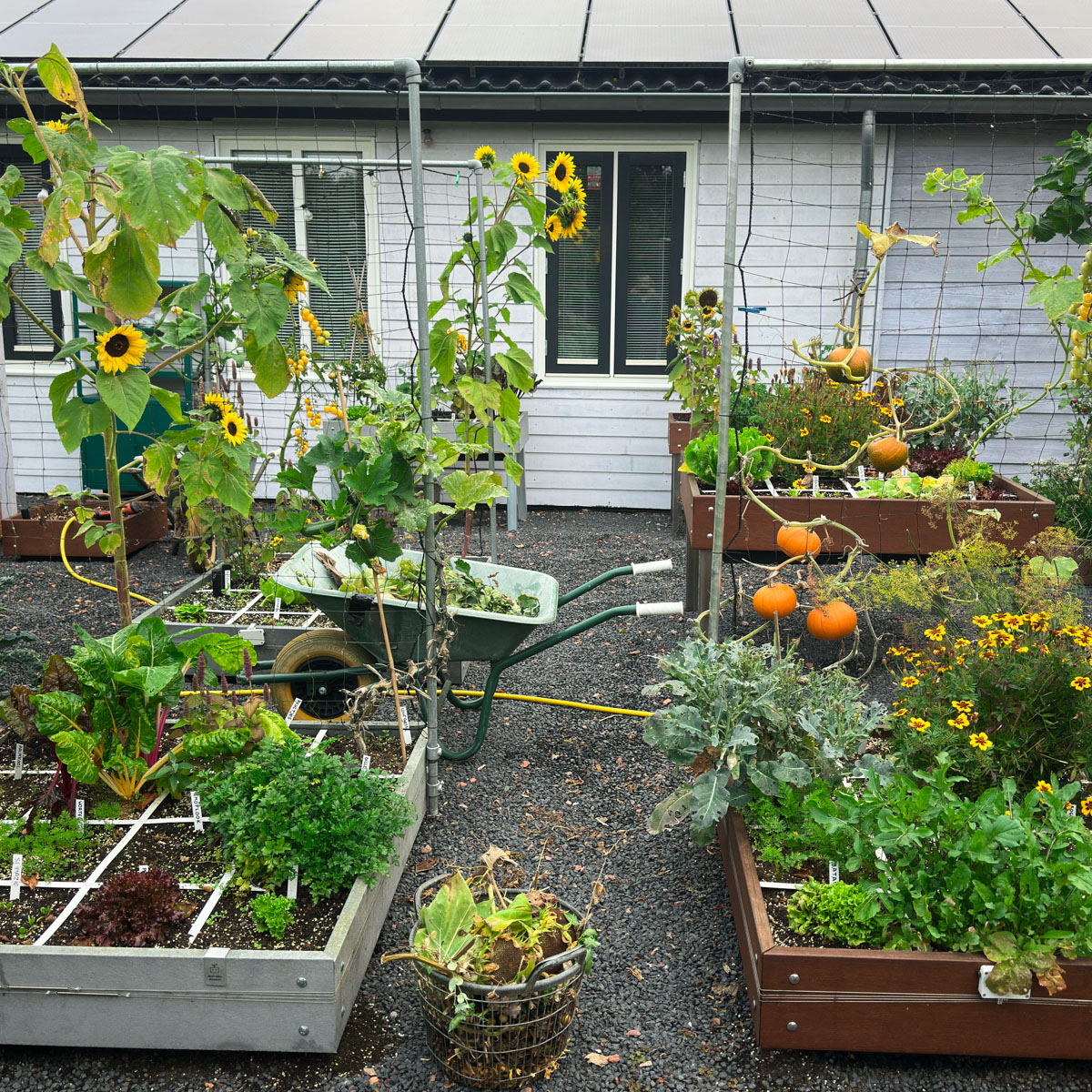 Beetje opruimen in de herfstmoestuin