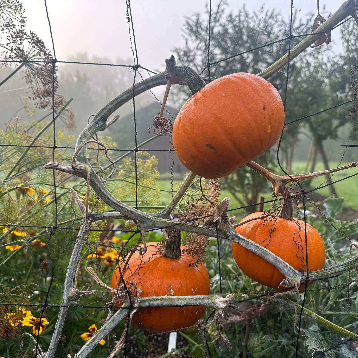 Baby Pompoentjes aan het klimrek van de Makkelijke Moestuin