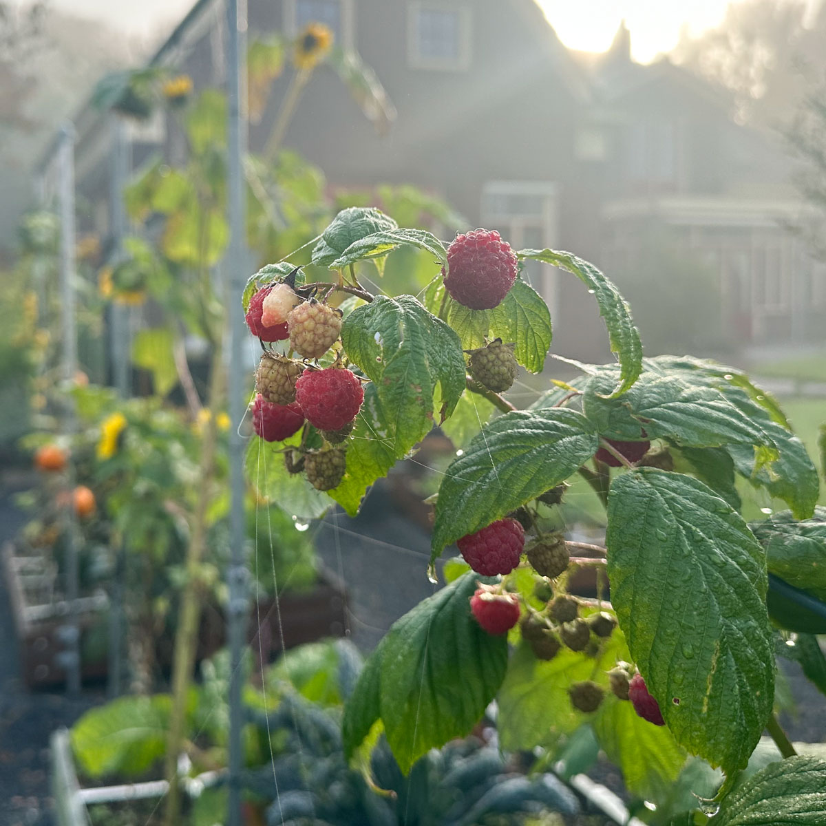 Begin oktober: nog steeds volop frambozen