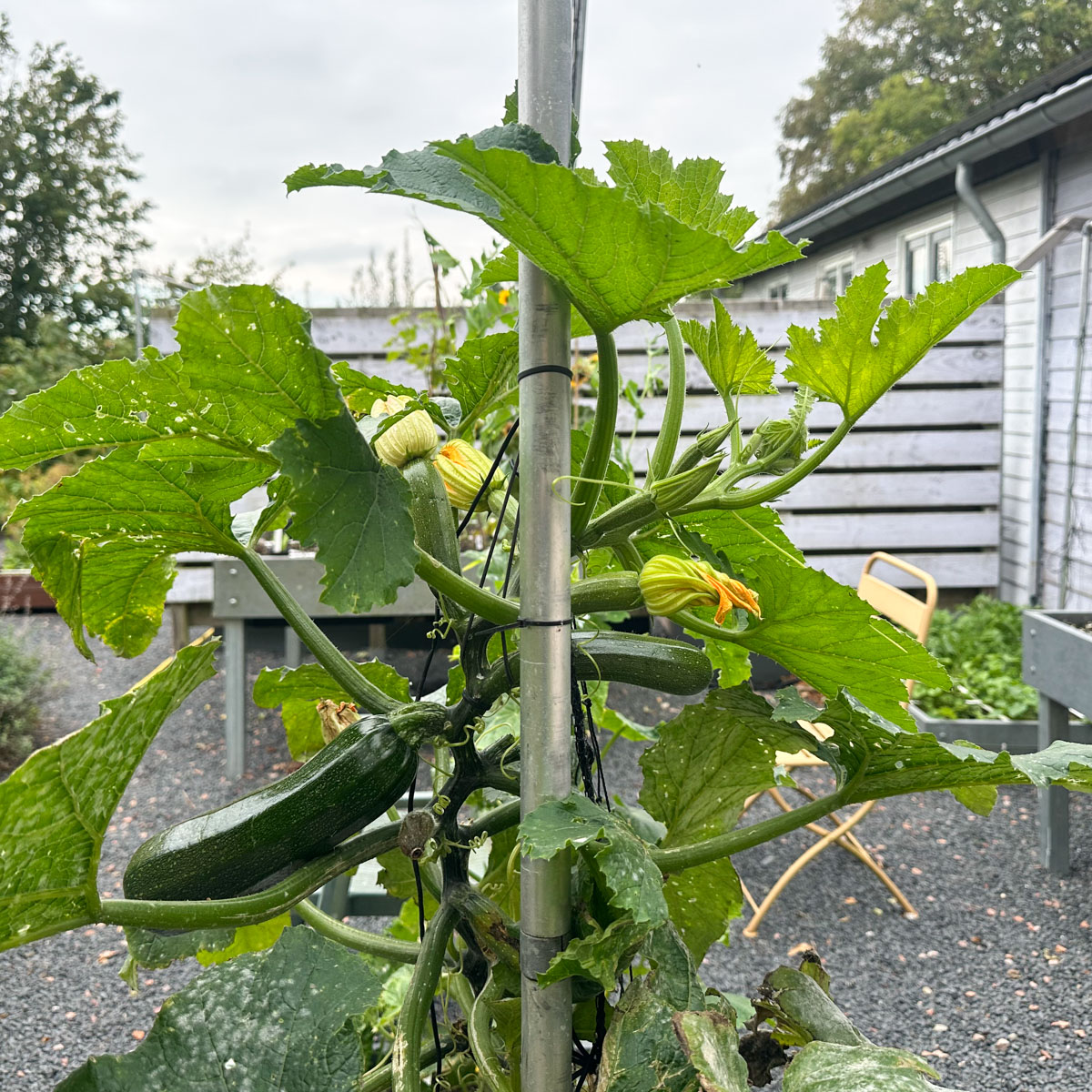 Aan de klimcourgette groeien eind september nog steeds nieuwe vruchten.