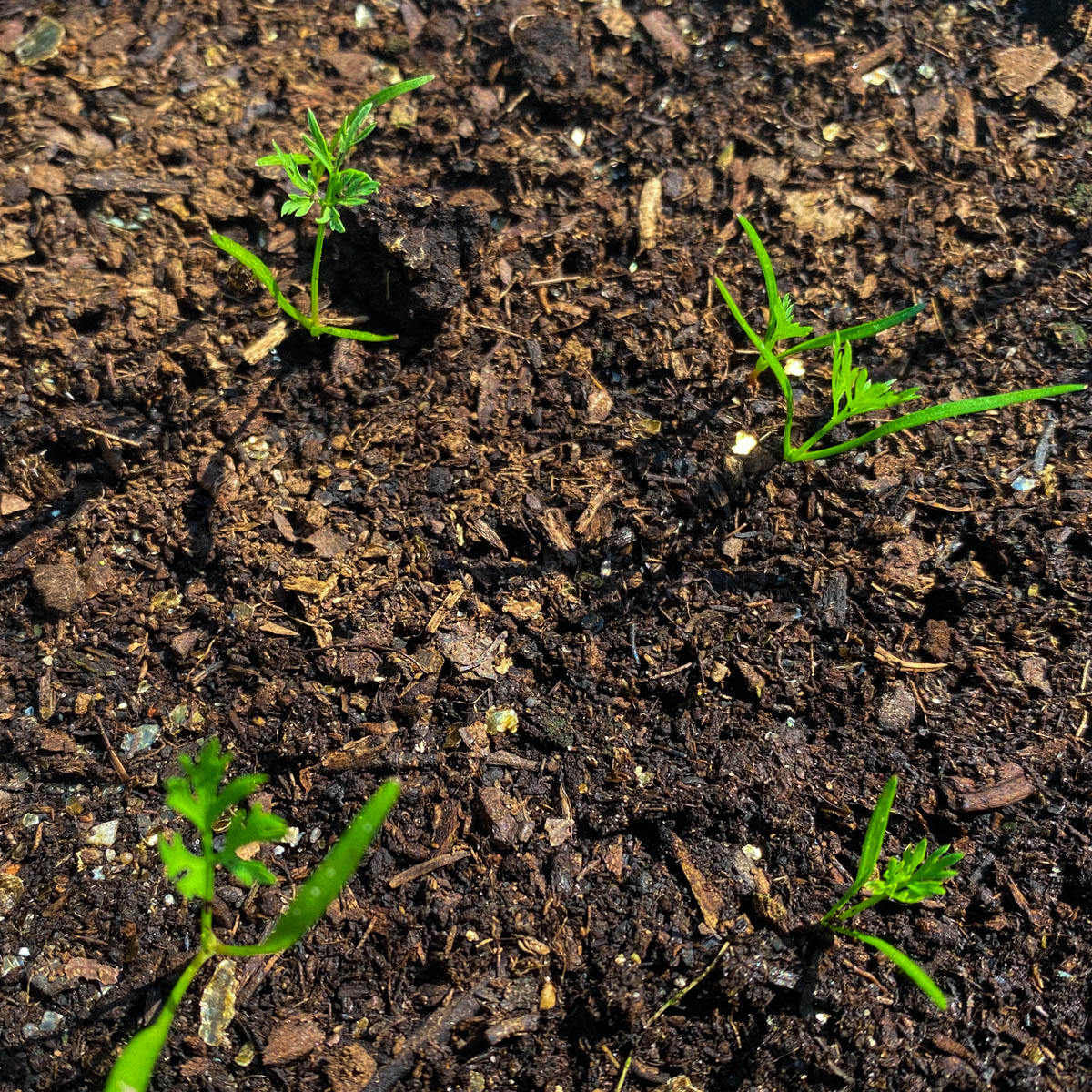 Zaailingen van wortels in de Makkelijke Moestuin