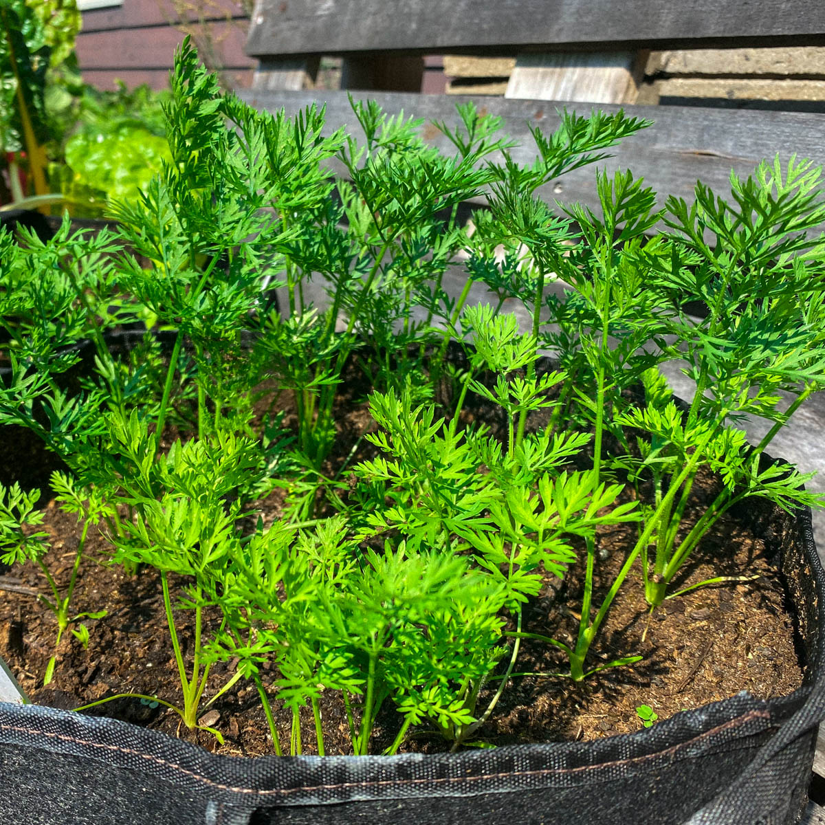 Medium wortelplantjes in de Makkelijke Moestuin