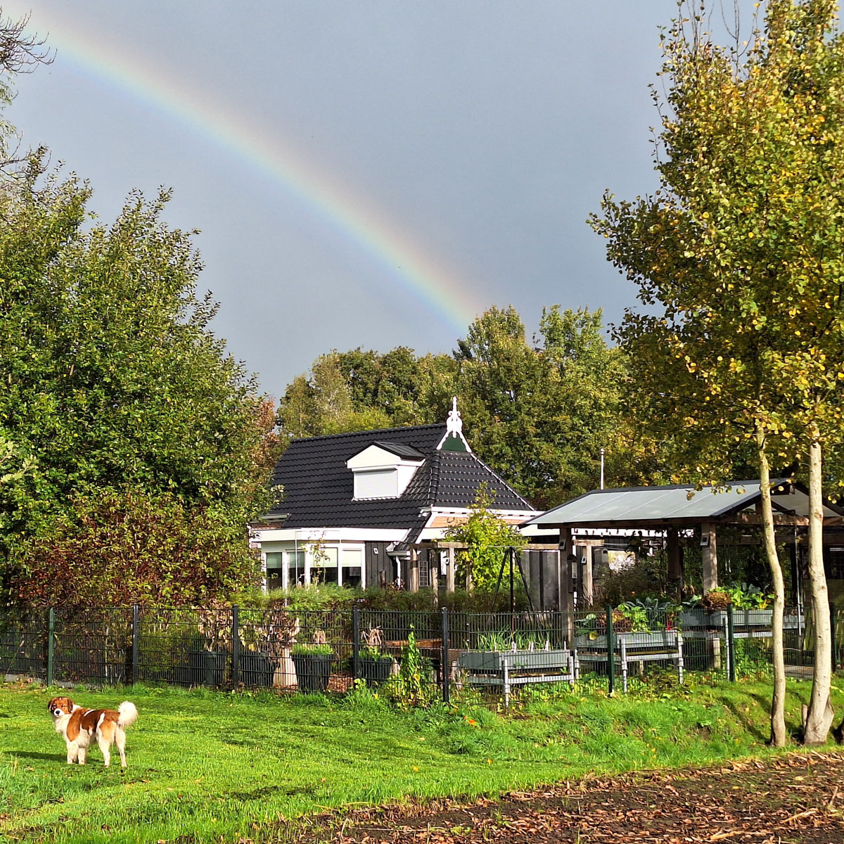Makkelijke Moestuinbakken aan de rand van Sonja's tuin.