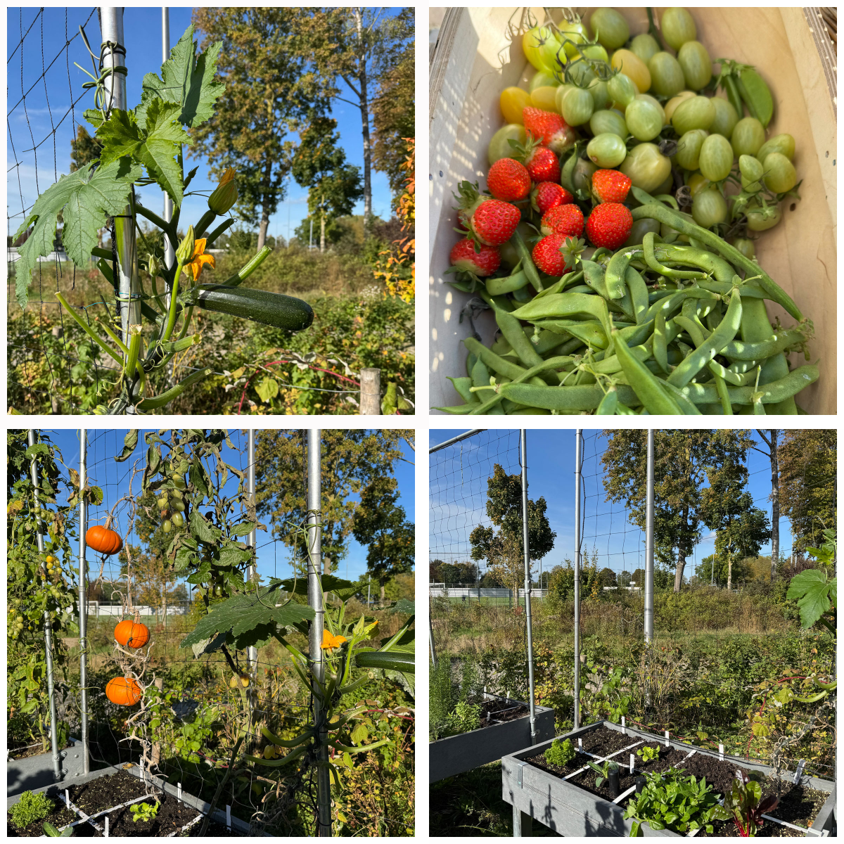 Bereid je moestuinbakken in november voor op de winter