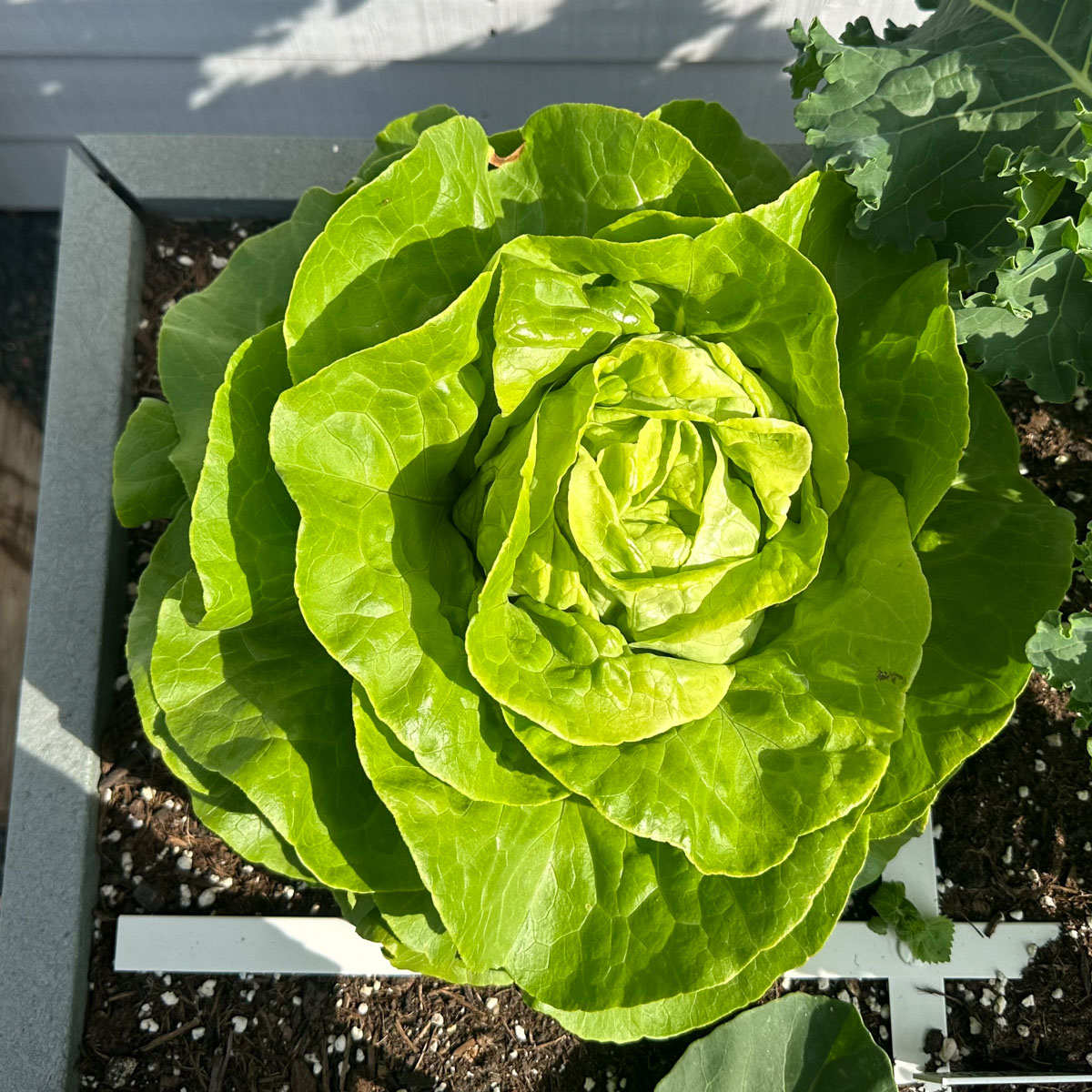 Volwassen krop Greensboro botersla uit het testpakket van de Makkelijke Moestuin