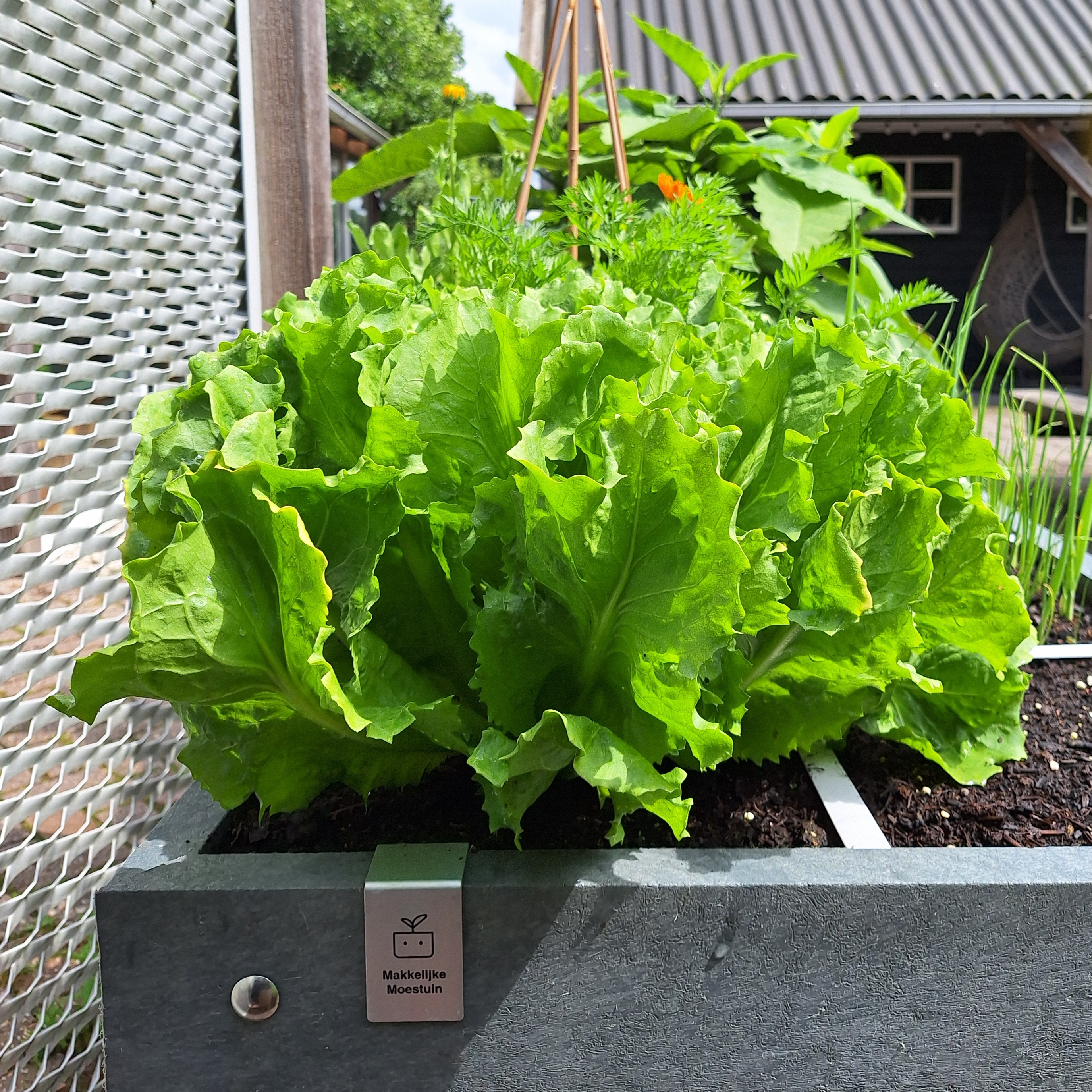 Volwassen krop Zomerandijvie Anconi uit het testpakket van de Makkelijke Moestuin