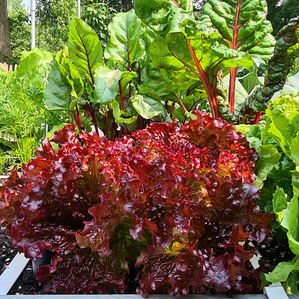 Volwassen krop Batavia pluksla uit het testpakket van de Makkelijke Moestuin