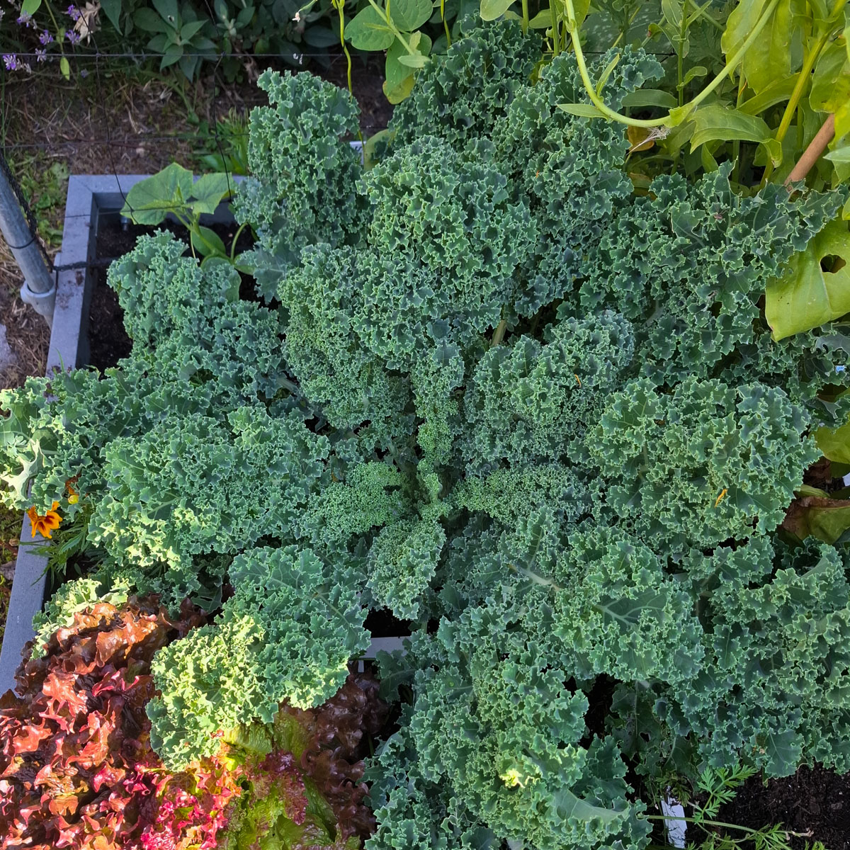 Grote maai-boerenkool Karillo (14 weken) uit het testpakket van de Makkelijke Moestuin