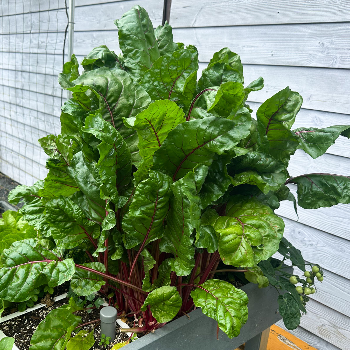 Enorme Charlie snijbietplanten uit het testpakket 2025 van de Makkelijke Moestuin