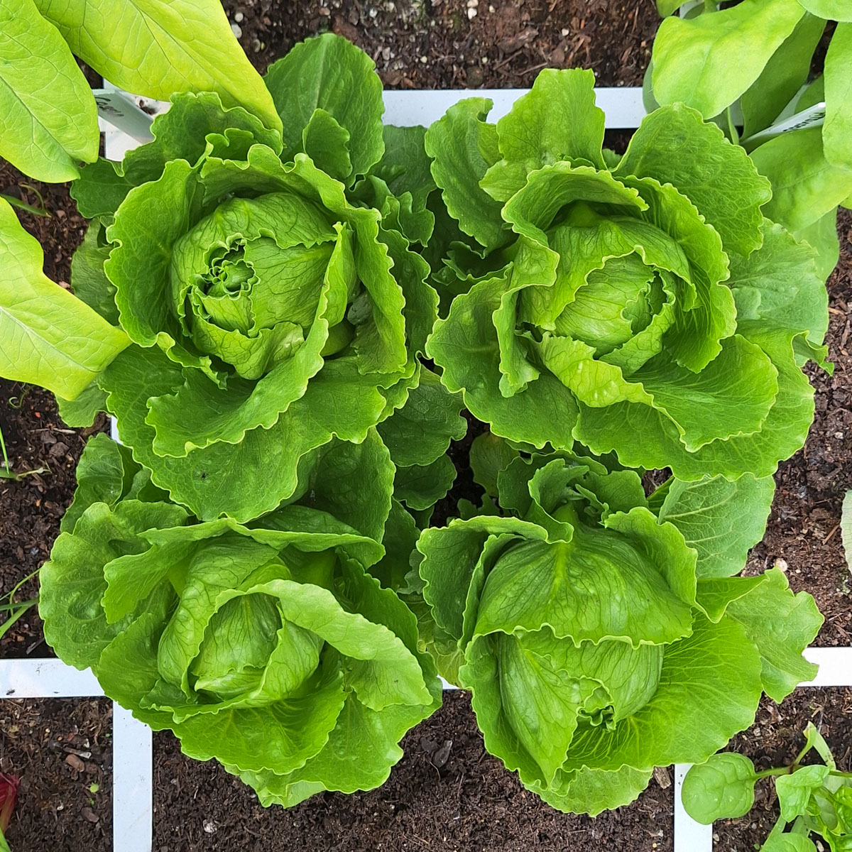 Tendita Cossla uit het testpakket 2025 van de Makkelijke Moestuin