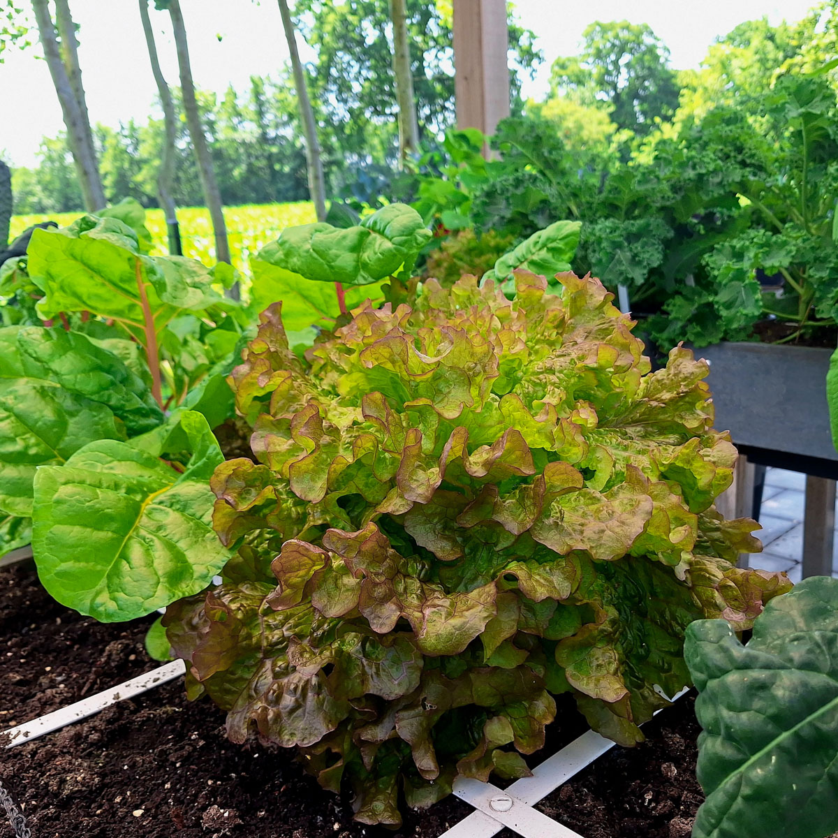 Gezonde planten in de Makkelijke Moestuinbakken met waterreservoris van SonjaMM