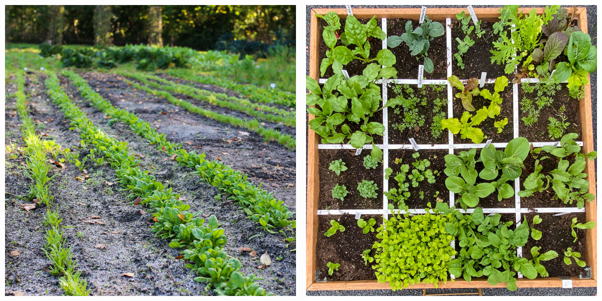 links: lange rijtjes met plantjes die (te) dicht op elkaar staan, rechts: precies de juiste afstand
