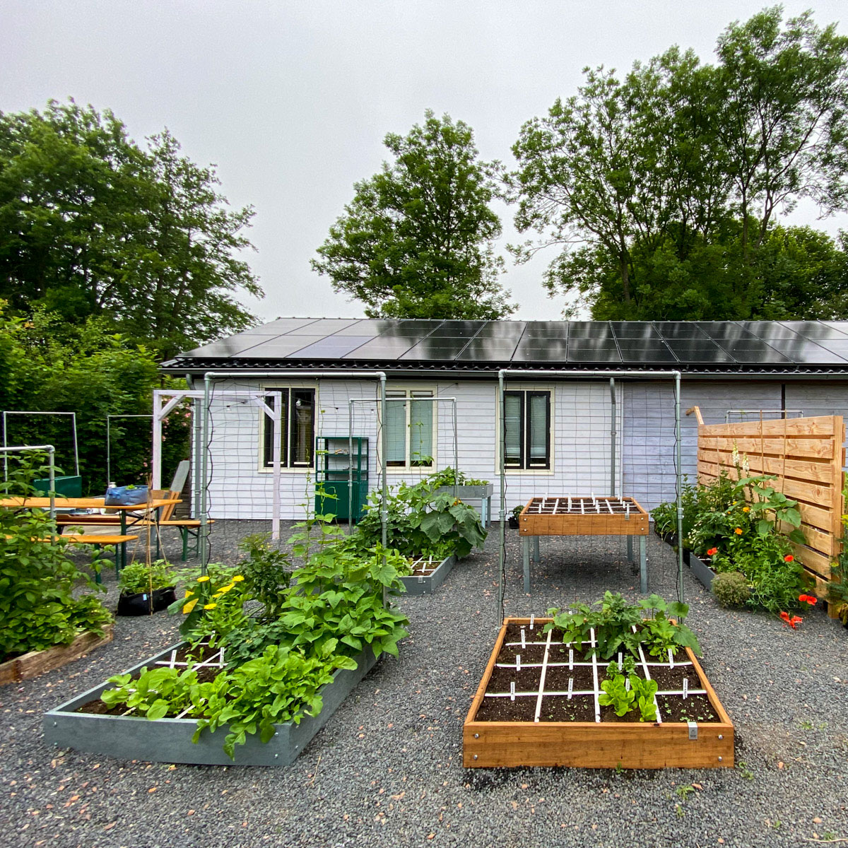 In onze Makkelijke Moestuin kantoortuin staat een schutting tegen de wind 