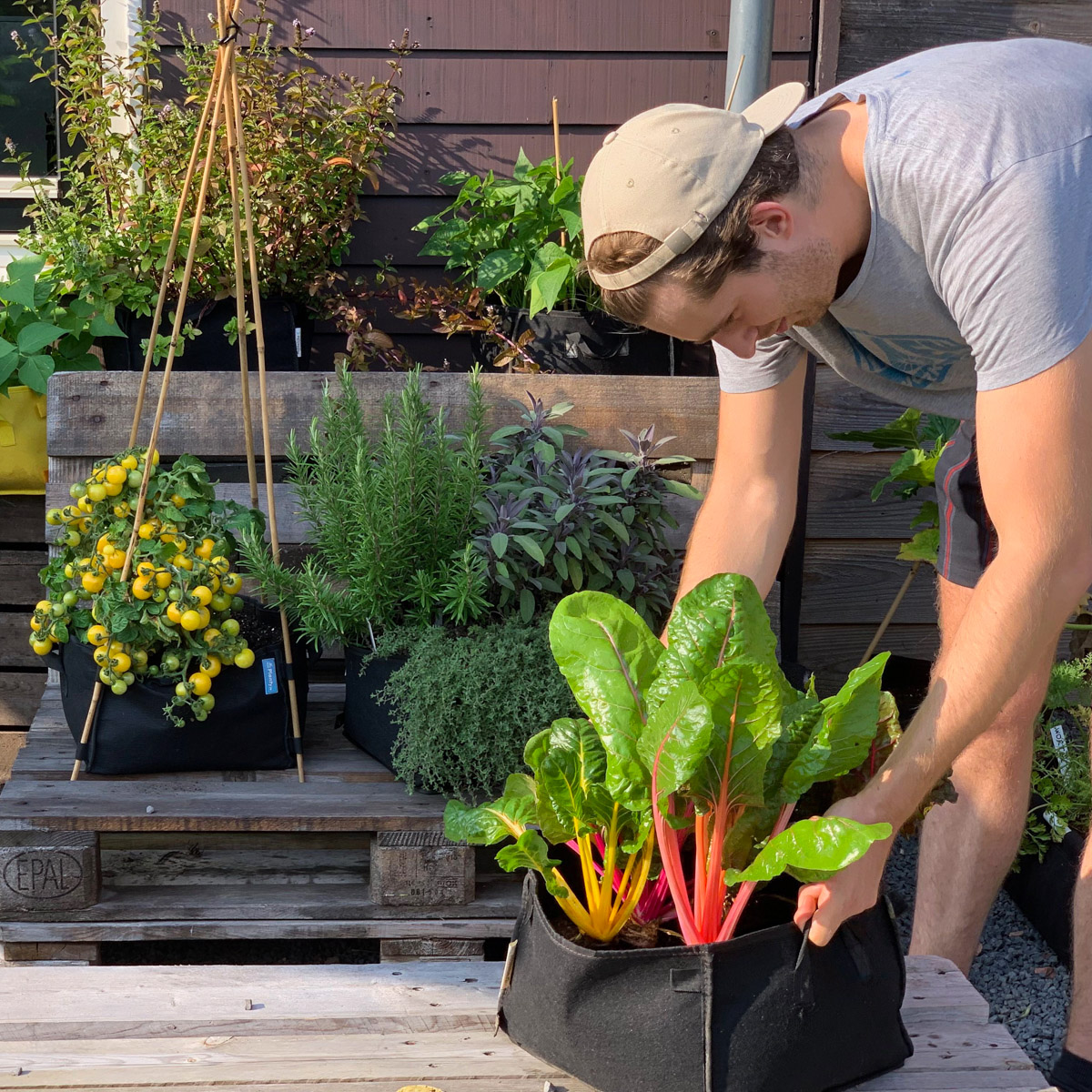 Makkelijke Moestuin-mini's zijn een prima aanvulling op een moestuinbak