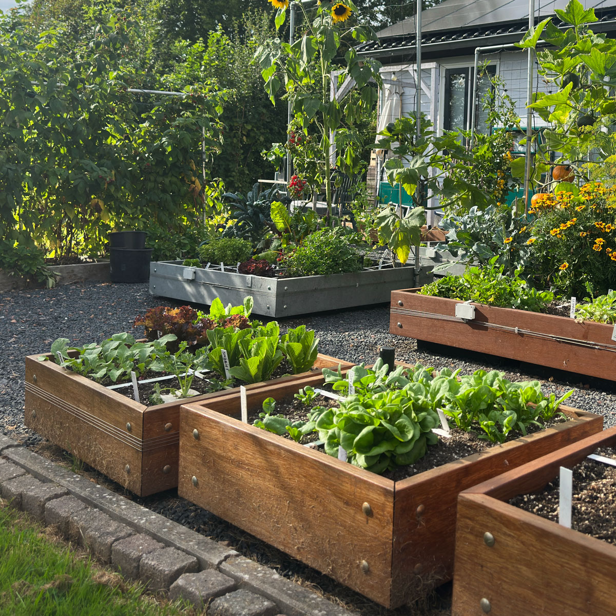 4-vaks MM-bamboebakken in onze Makkelijke Moestuin in Den Andel