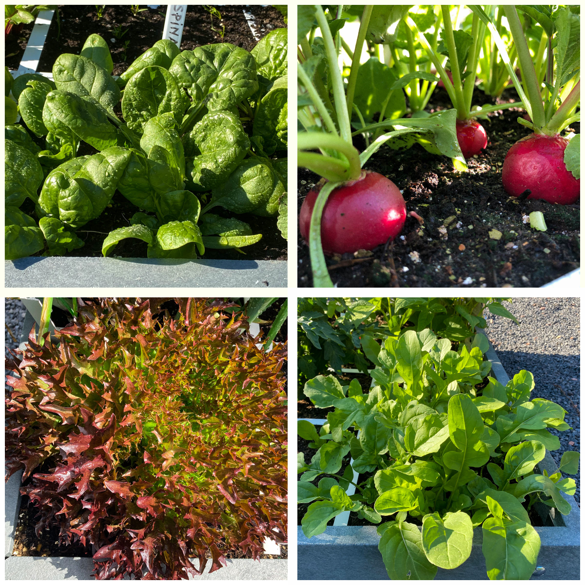 Uit één vak in een Makkelijke Moestuinbak kun je jaarlijks 4 verschillende groentes oogsten.