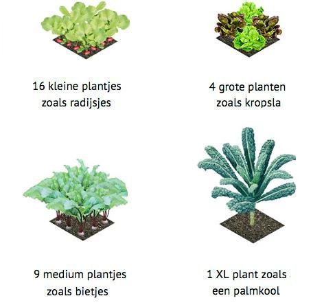Niet elke soort plant heeft evenveel ruimte nodig.