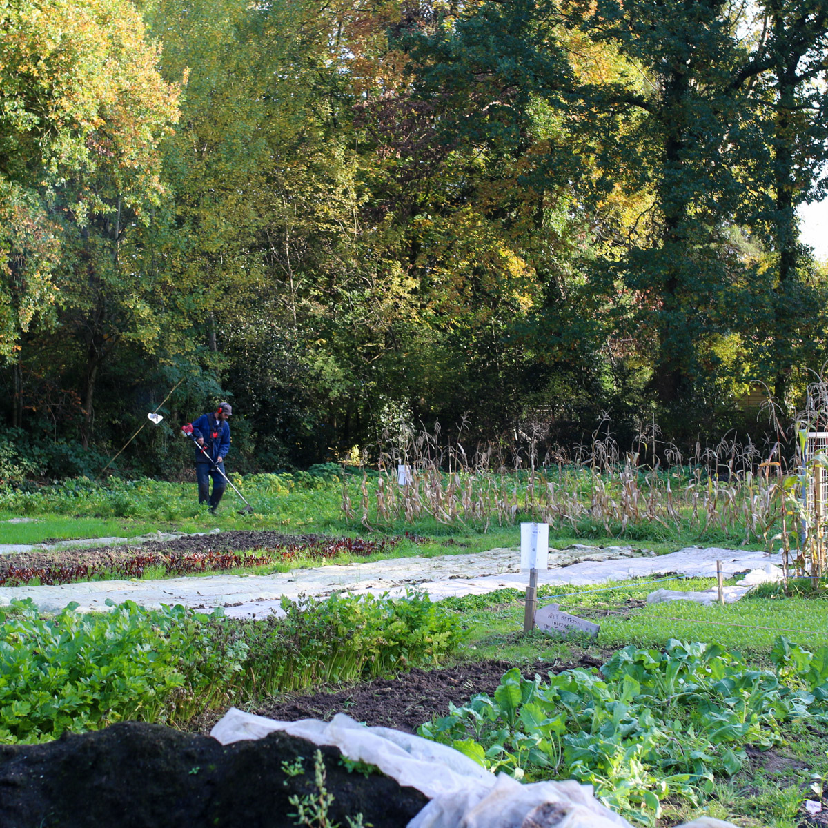 Voor een moestuin in de volle grond moet je veel weten. 