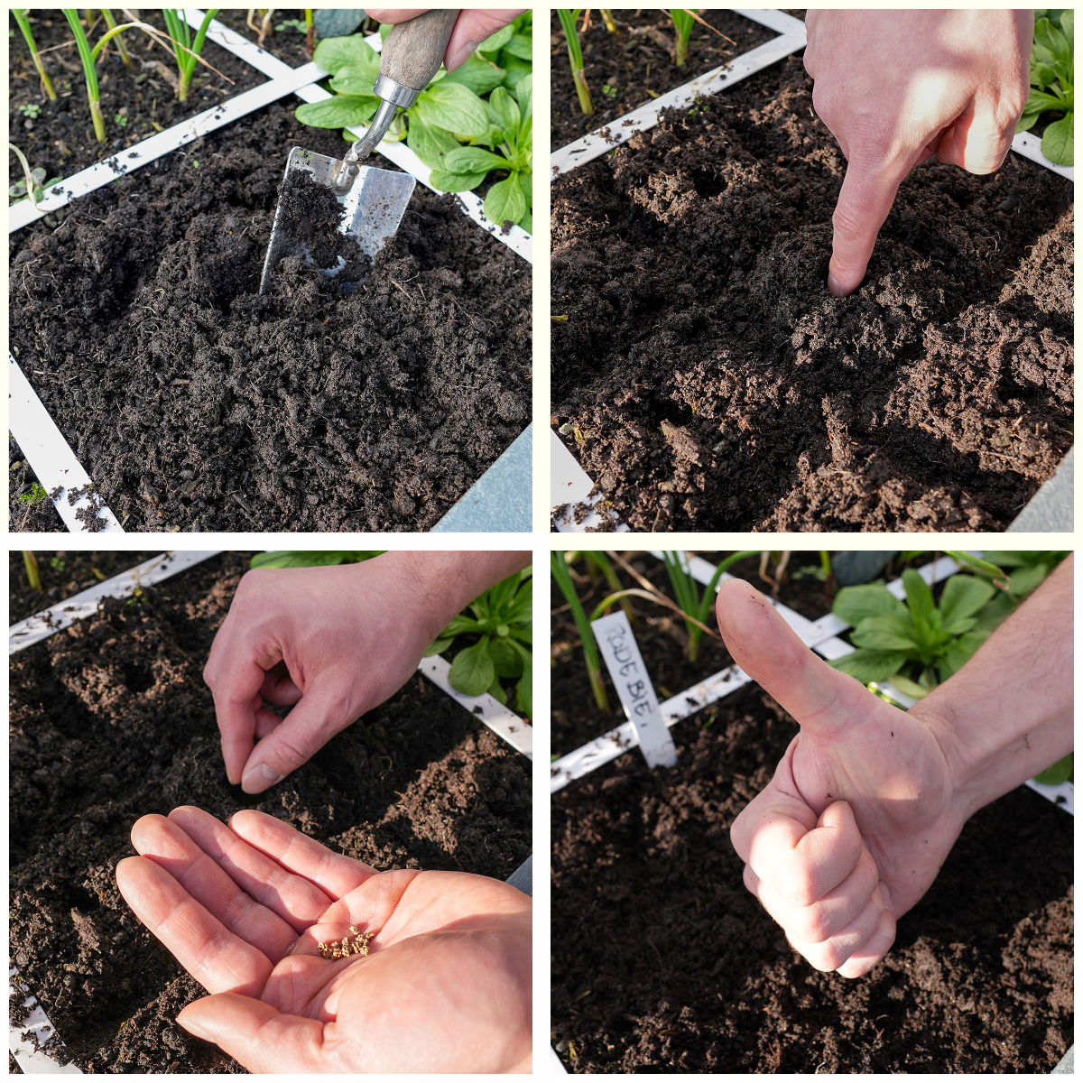 Direct zaaien in een vak van de Makkelijke Moestuin: gaatjes prikken, zaadjes erin en label erbij. 