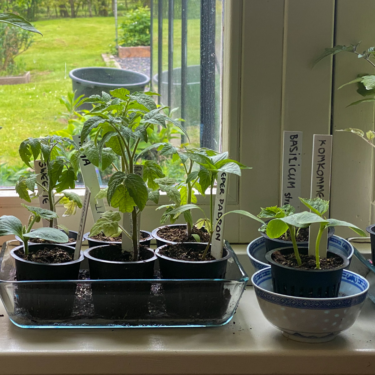 Tomaten en andere zomergroentes in de vensterbank