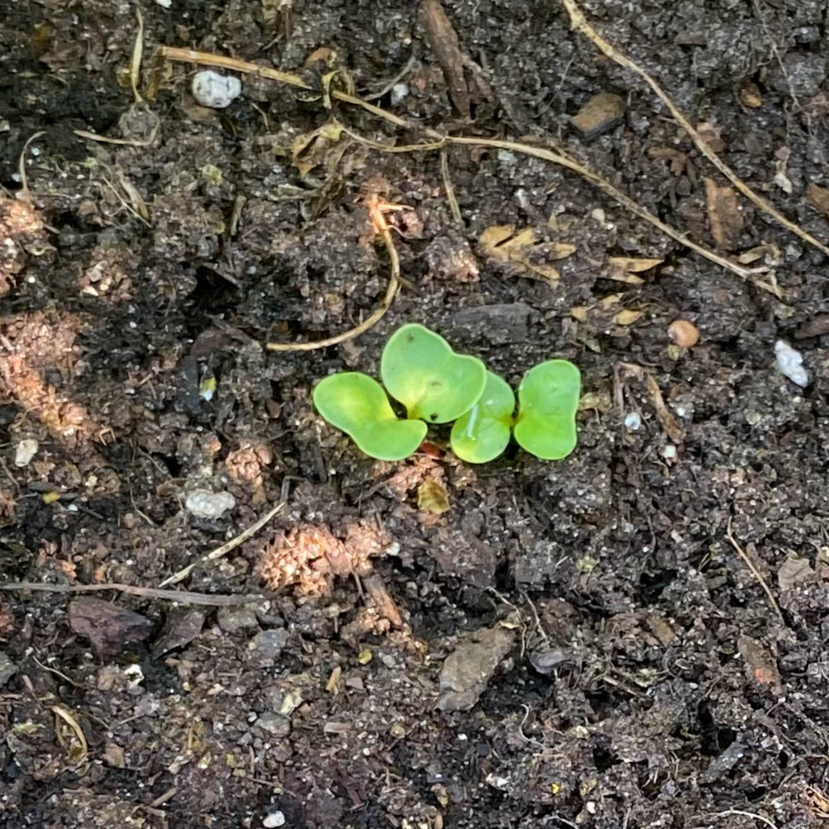 Zaailing van paksoi in de Makkelijke Moestuin