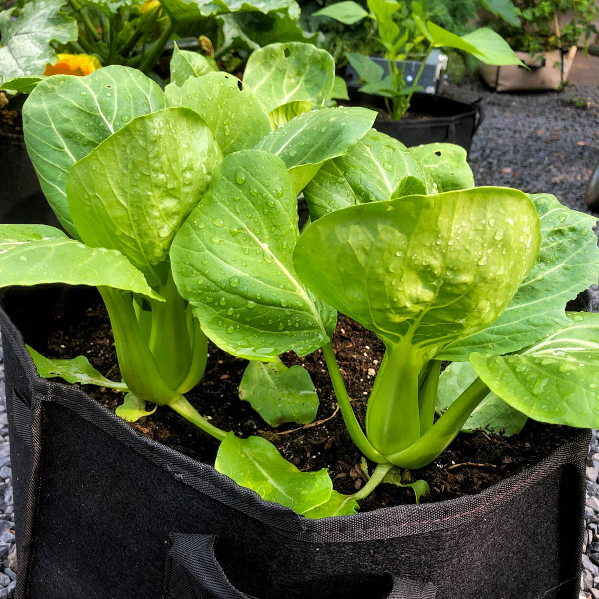 Paksoi in Makkelijke Moestuin mini